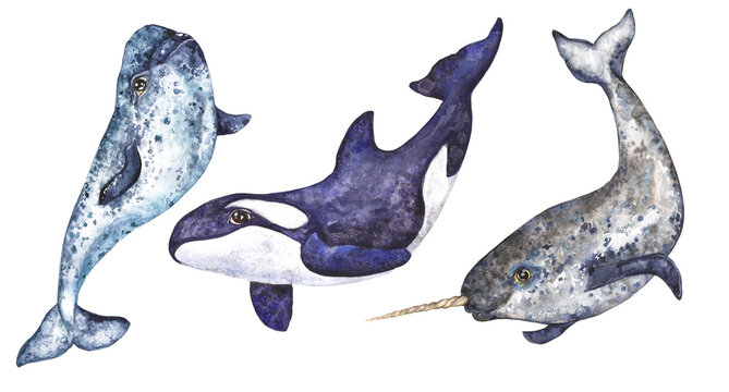 Watercolor illustration Arctic collection, set of narwhals and killer whales in grey-blue tones, isolated on white background