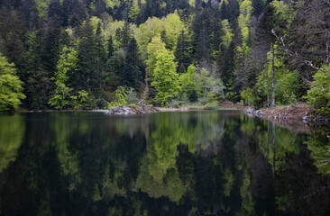 forêt au printemps au bord d'un lac avec reflet - obrazy, fototapety, plakaty