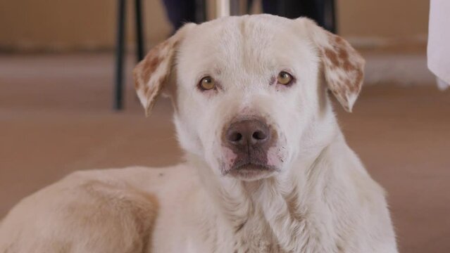 perro blanco mira a c&aacute;mara 