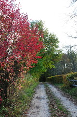 Naklejka premium Droga z żywopłotem i drzewami