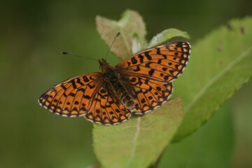 Butterflies from Polish forest glades - Dostojka Aglaja (Argynnis aglaja).