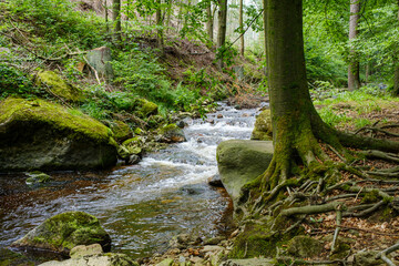 Fototapeta na wymiar Kleiner Wasserfälle im grünen Ilsetal. Markante Bäume am Wasser