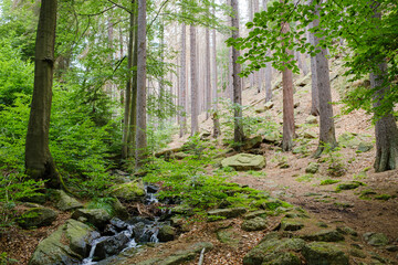 Frischer grüner Bergwald im Nationalpark Harz. Wanderung im Ilsetal