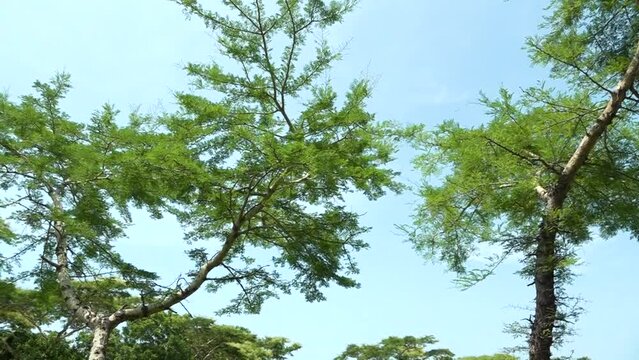 The yellow fever tree (Vachellia xanthophloea) grows near the coast of Menjangan Island