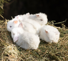family of little white rabbits in the hay