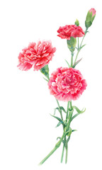 Obraz premium 赤いカーネーションの水彩イラスト。母の日の装飾。