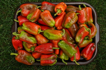 Lots of juicy ripe red bell pepper in a large dish on the grass, top view.