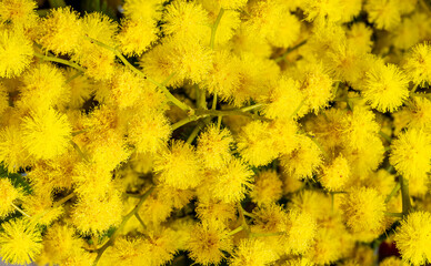 yellow flower mimosa background , spring bloom closeup , concept of International Women's Day , abstract beautiful background