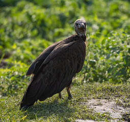 Birdwatching in The Gambia , Africa