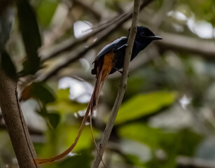 Birdwatching in The Gambia , Africa