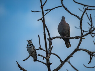 Birdwatching in The Gambia , Africa
