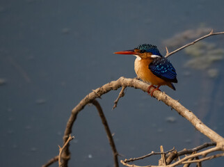 Birdwatching in The Gambia , Africa