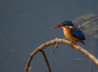 Birdwatching in The Gambia , Africa