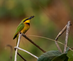 Birdwatching in The Gambia , Africa
