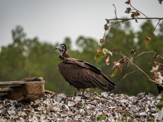 Birdwatching in The Gambia , Africa