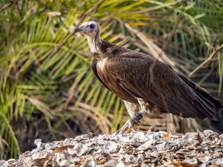 Birdwatching in The Gambia , Africa