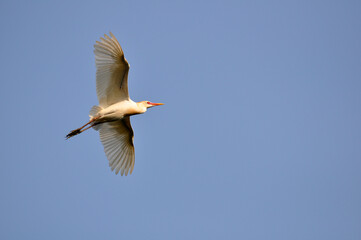 A cattle egret in flight in the blue sky. A bird and the Sky background with copy space.