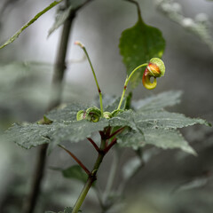 Radiant Rainforest Bloom