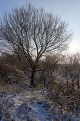 Bare deciduous trees in the forest in winter