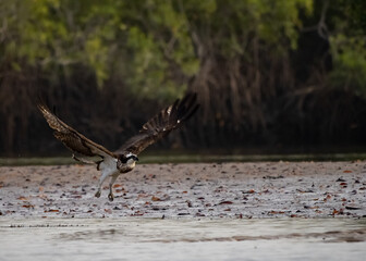 Birdwatching in The Gambia , Africa