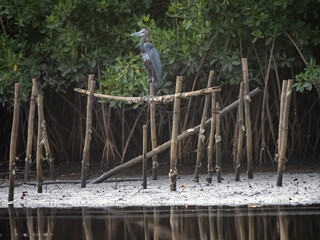 Birdwatching in The Gambia , Africa