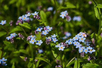 Obraz na płótnie Canvas delicate forget-me-not flowers on bright green grass. small blue color. beautiful spring background