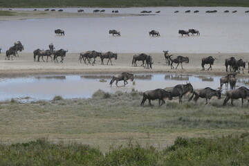 Fototapeta na wymiar Wildebeest migration in the serengeti
