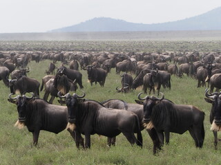 Wildebeest migration in the serengeti