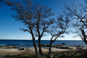 Fototapeta na wymiar Trees at baltic sea beach