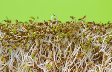 Immature alfalfa sprouts standing upright, side view macro image. Healthy ingredient with antioxidants commonly used in sandwiches and salads.
