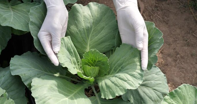 Cabbage growing, Farmer checks cabbage, Cabbage against diseases and pests	
