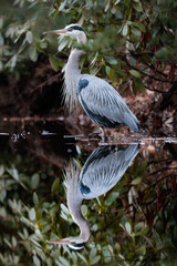 Great Blue Heron I