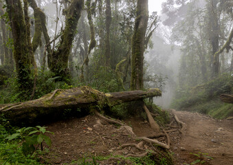 Tranquil Trailside: A Bench Amidst the Rainforest