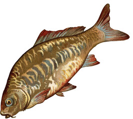 Vintage Full Color Illustration of a Fish No.6