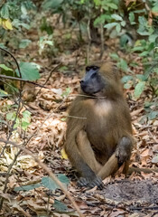 Birdwatching in The Gambia , Africa