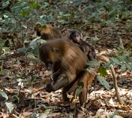 Birdwatching in The Gambia , Africa