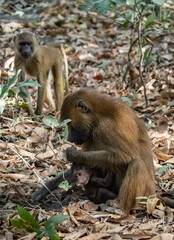 Birdwatching in The Gambia , Africa