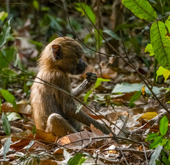 Birdwatching in The Gambia , Africa