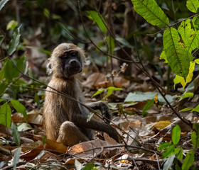 Birdwatching in The Gambia , Africa