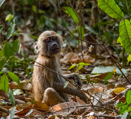 Birdwatching in The Gambia , Africa