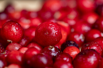 fresh ripe cranberries with drops of pure water