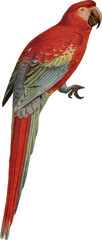 Vintage Full Color PNG Illustration - Macaw Parrot  © Vector Hut