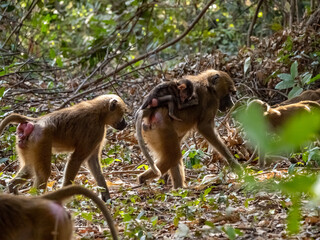 Birdwatching in The Gambia , Africa