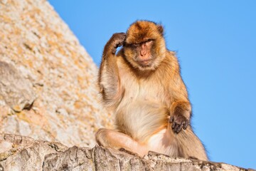The Barbary macaque (Macaca sylvanus), also known as Barbary ape. Gibraltar Rock