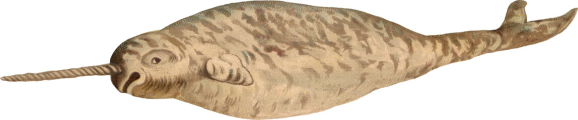 Vintage Full Color PNG Illustration of a Norwhal