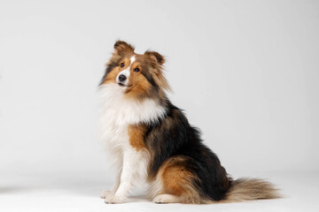 Shetland sheepdog breed on white background in studio. Sheltie dog. Pet training, cute dog, smart dog