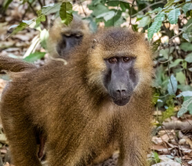Birdwatching in The Gambia , Africa