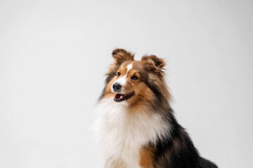 Shetland sheepdog breed on white background in studio. Sheltie dog. Pet training, cute dog, smart...