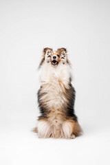 Shetland sheepdog breed on white background in studio. Sheltie dog. Pet training, cute dog, smart dog