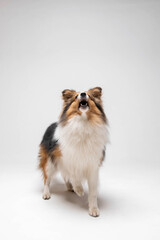 Shetland sheepdog breed on white background in studio. Sheltie dog. Pet training, cute dog, smart dog